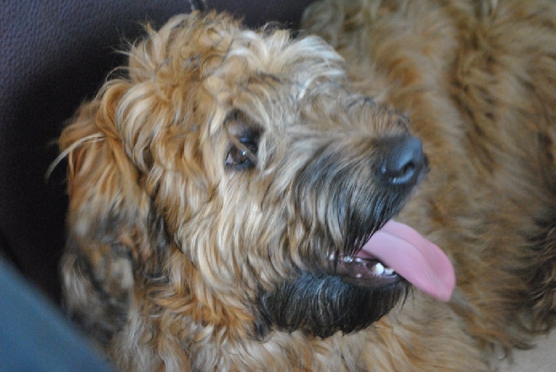 Lola